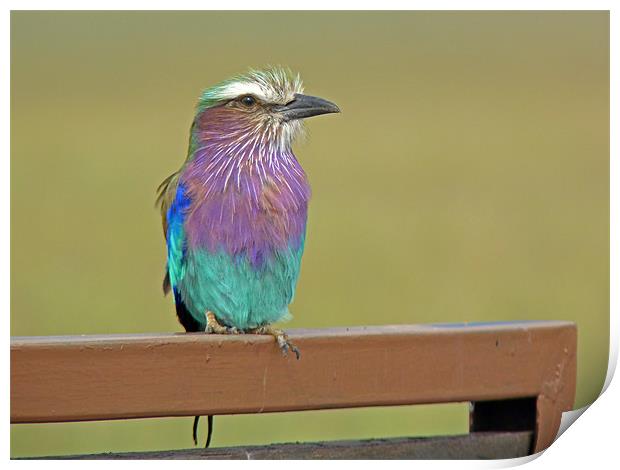 Lilac breasted roller Print by Tony Murtagh