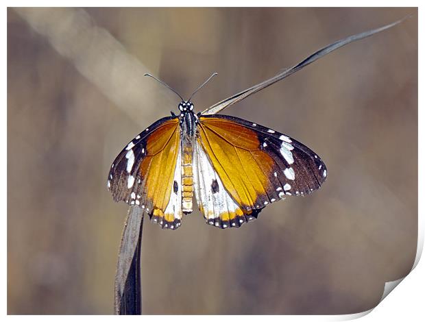 African Monarch Butterfly Print by Tony Murtagh