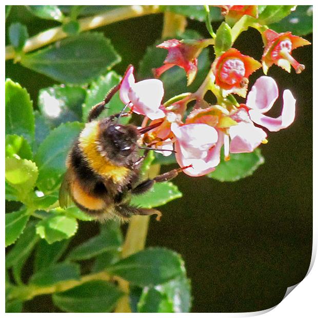 Bumble Bee Print by Tony Murtagh