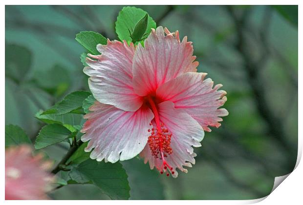 Pink Hibiscus Print by Tony Murtagh