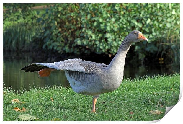 Pink footed goose Print by Tony Murtagh