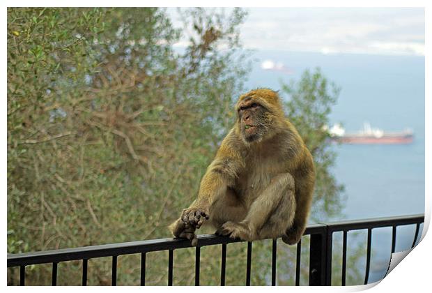 Barbary Macaque Print by Tony Murtagh