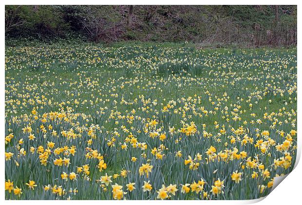 A Host of Golden Daffodils Print by Tony Murtagh