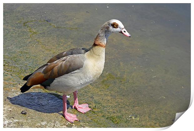 Egyptian Goose Print by Tony Murtagh