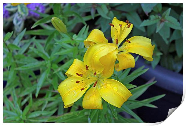 Asiatic Lily Print by Tony Murtagh