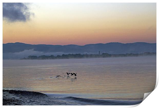 Birds at Dawn Print by Tony Murtagh