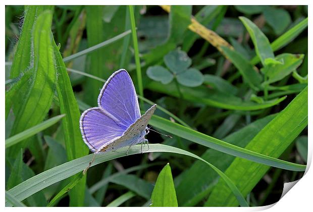 Silver-Studded Blue butterfly   Print by Tony Murtagh