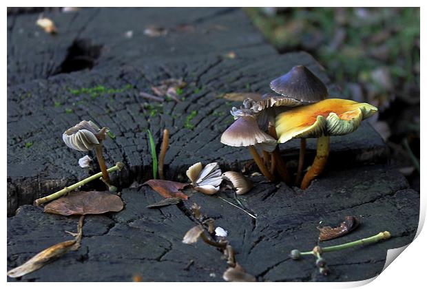 Mushrooms on a Bench Print by Tony Murtagh