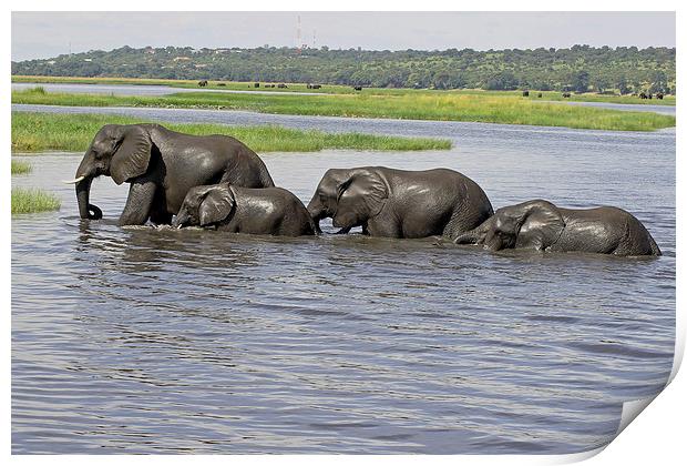  Elephants Crossing Chobe River  Print by Tony Murtagh