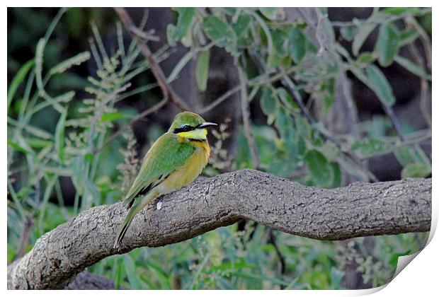 Little Bee Eater Print by Tony Murtagh