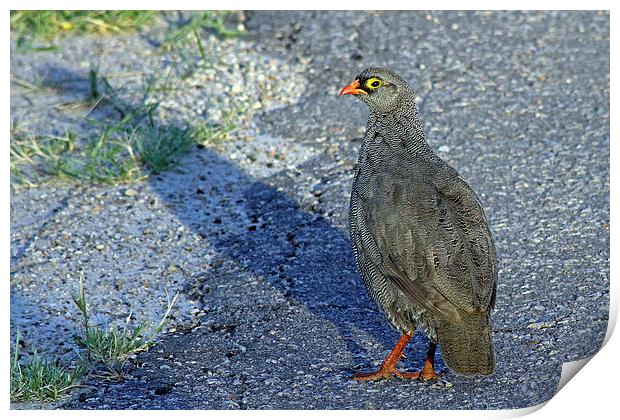 Red-billed spurfowl   Print by Tony Murtagh