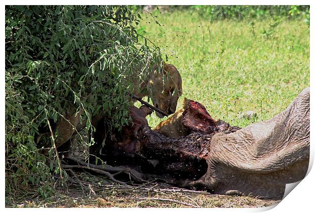 Lioness Feeding  Print by Tony Murtagh