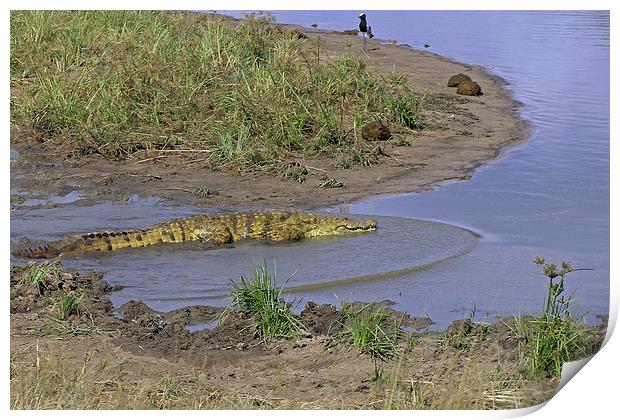Crocodile   Print by Tony Murtagh