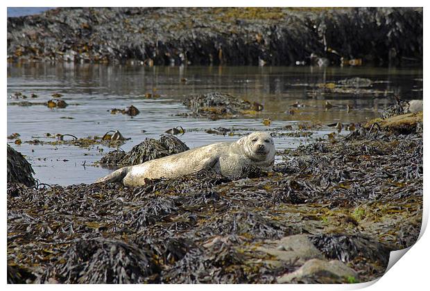 Harbour Seal Print by Tony Murtagh