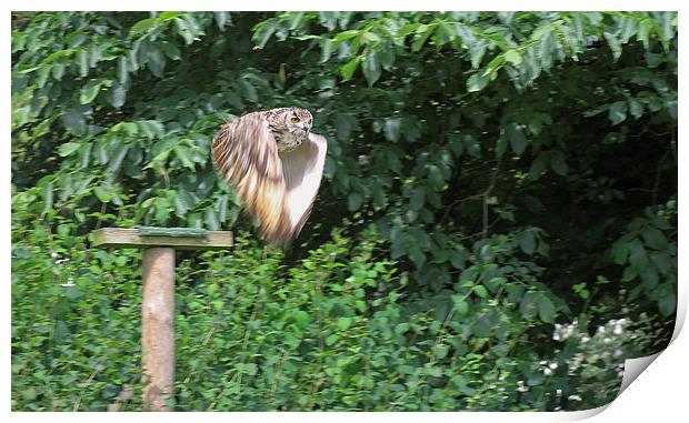 European Eagle Owl Print by Tony Murtagh