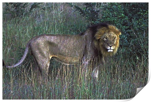  Male Lion Print by Tony Murtagh