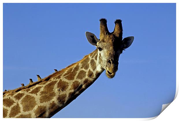 Giraffe with Oxpeckers Print by Tony Murtagh