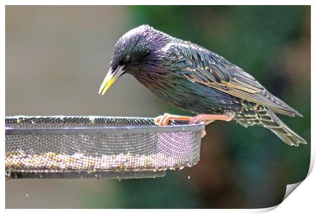 Starling Feeding Print by Tony Murtagh