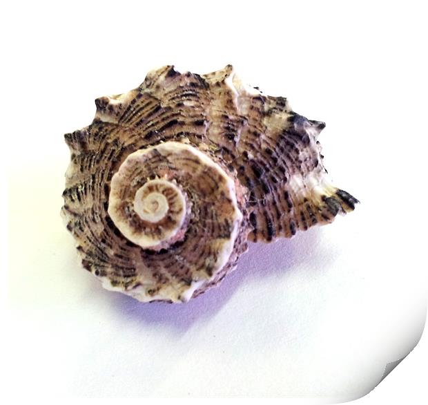 Sea Shell Print by Westley Grant