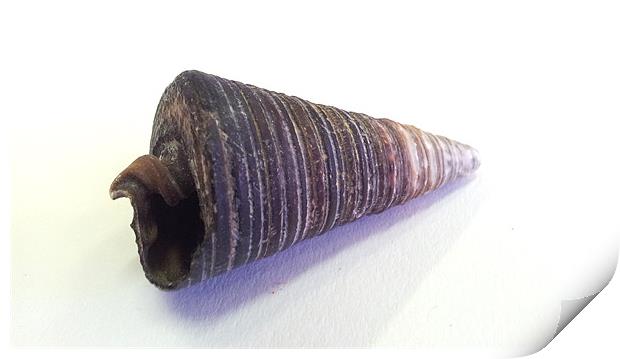 Brown Shell Print by Westley Grant