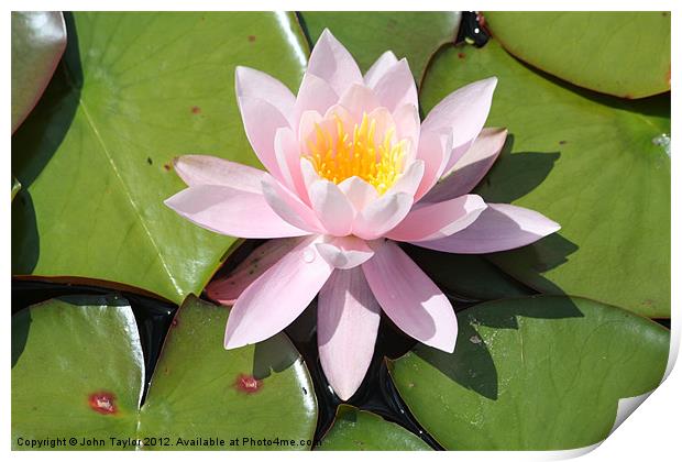 Water Lily Print by John Taylor