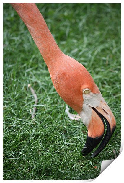 Flamingo Print by John Taylor