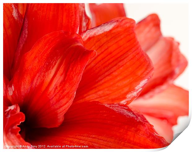 AMARYLLIS FADE Print by Andy Smy