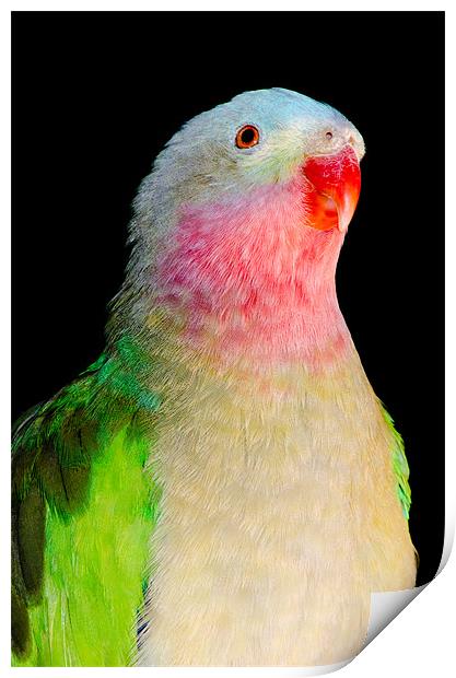 PRINCESS PARROT Polytelis alexandrae Western Austr Print by Andy Smy