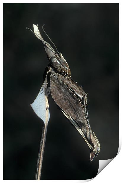 Bizarre tropical praying mantis. Print by Michal Cerny