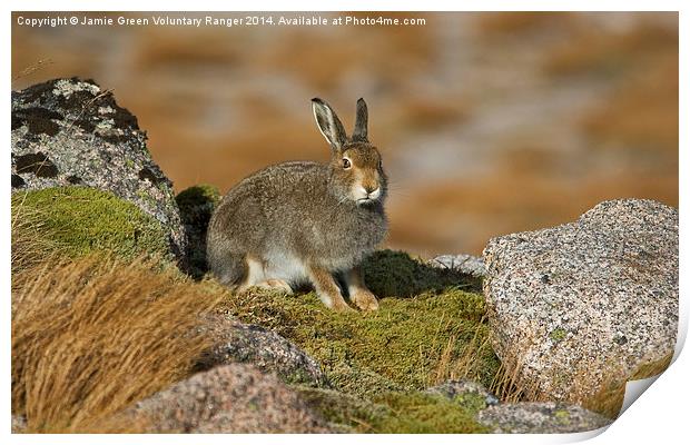  Mountain Hare Print by Jamie Green