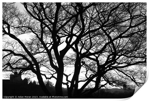 Enchanting Oak Tree Print by Aidan Moran
