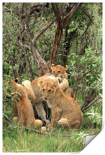   Masai Mara Lion Cubs  Print by Aidan Moran