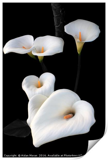 Lilies  Print by Aidan Moran