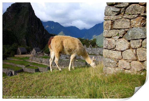 Llama At Machu Picchu, Peru  Print by Aidan Moran