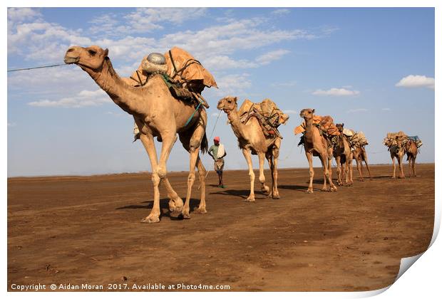 Camel Train  Print by Aidan Moran
