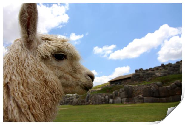 Llama Portrait At The Saqsaywaman Ruin, Peru  Print by Aidan Moran