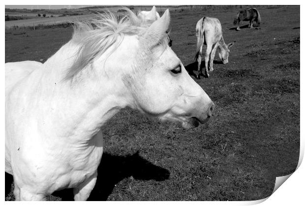 White Horse  Print by Aidan Moran