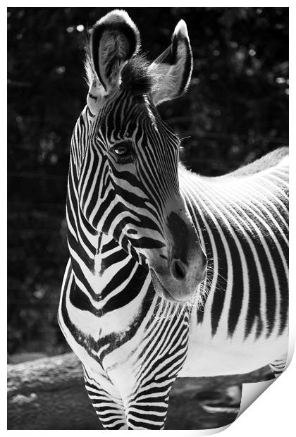 Zebra Portrait  Print by Aidan Moran