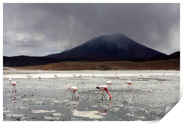 Flamingo's On A Salt Lake, Bolivia  Print by Aidan Moran