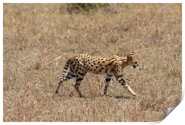 Serval Cat On The Masai Mara, Kenya  Print by Aidan Moran