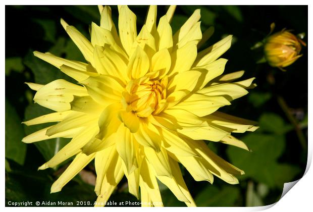 Beautiful Yellow Dahlia   Print by Aidan Moran