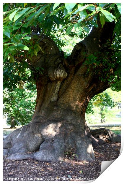 Sweet Chestnut Tree in Greenwich Park, London   Print by Aidan Moran