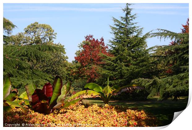 Greenwich Park Gardens, London   Print by Aidan Moran