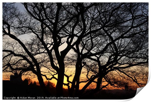 Sunset at Greenwich Park, London   Print by Aidan Moran