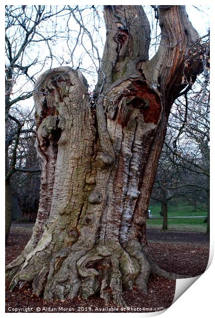 Four Hundred Year Old Sweet Chestnut Tree   Print by Aidan Moran