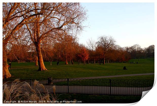 Greenwich Park at Sunset, London, England   Print by Aidan Moran