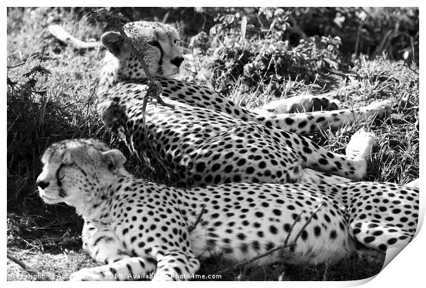 Majestic Cheetahs of Masai Mara Print by Aidan Moran