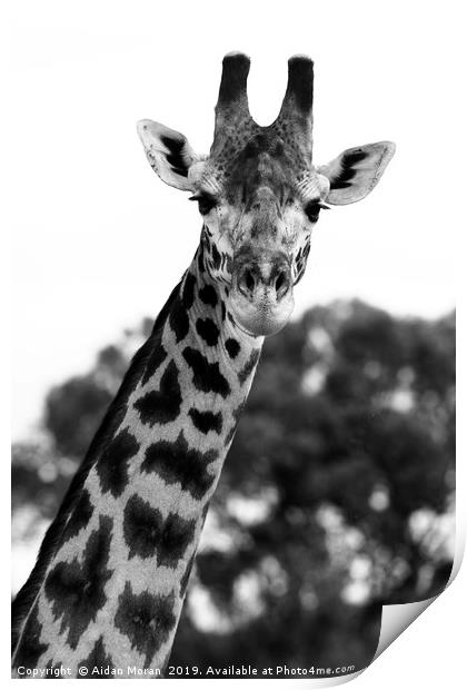 Giraffe Portrait    Print by Aidan Moran