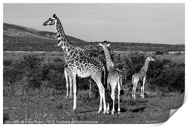 Giraffe Family   Print by Aidan Moran