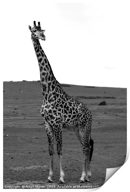 African Male Giraffe   Print by Aidan Moran